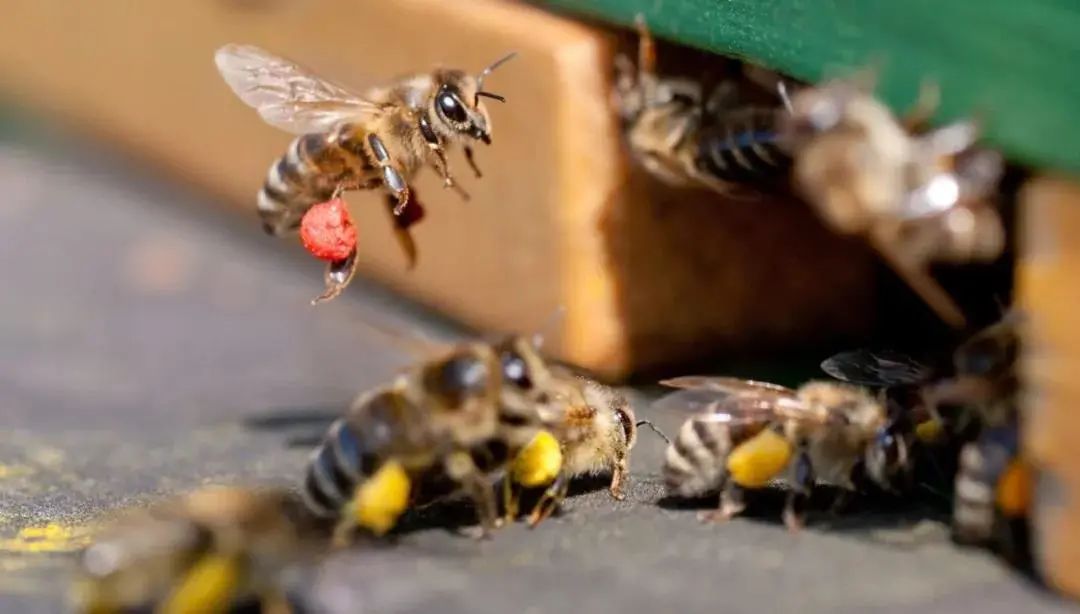 Mystères dans la nature douce galiléennes de voyage de gokwe south d’abeilles